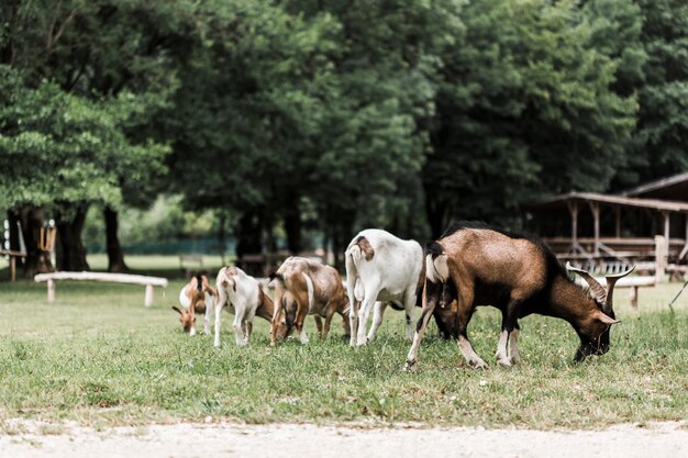 Bando de cabras pastando na grama verde