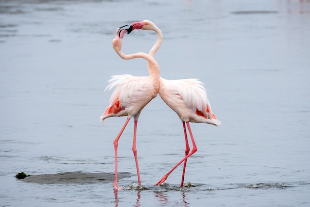 Bando de flamingos cor de rosa em Walvis Bay, Namíbia.