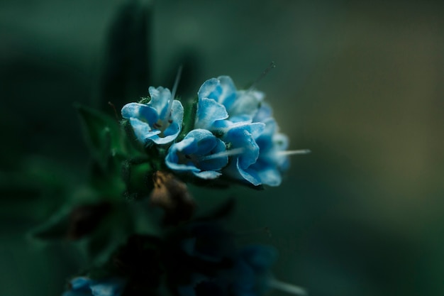 Bando de flor florescendo no jardim