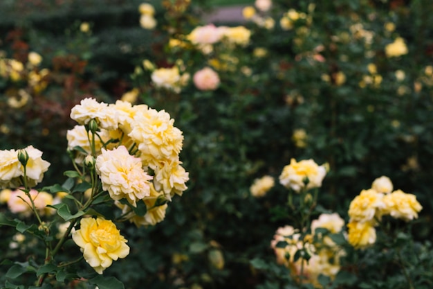 Bando de flores amarelas em graden