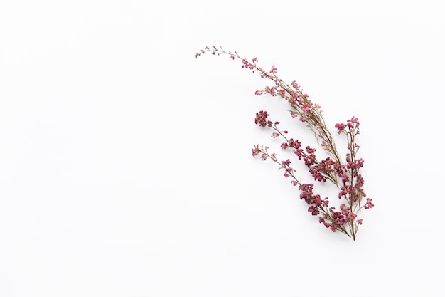 Bando de flores silvestres