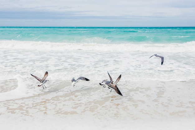 Bando de gaivotas à beira-mar
