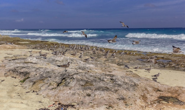 Bando de gaivotas empoleirado nas rochas da praia isla mujeres, no méxico