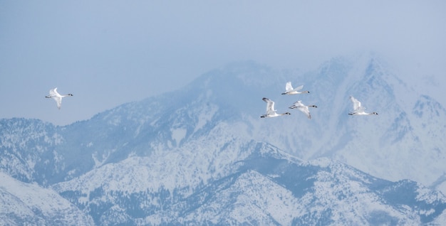 Bando de gansos canadenses voando cercado por montanhas ao redor do Grande Lago Salgado em Utah, os EUA