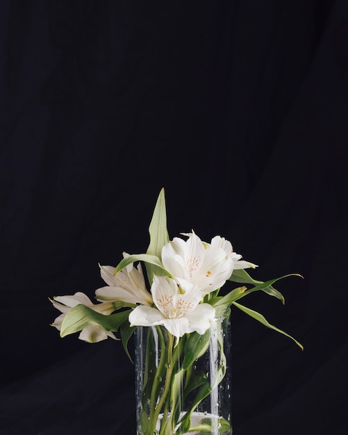 Bando de lindas flores brancas frescas em vaso