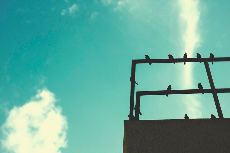 Foto grátis bando de pássaros no telhado com céu azul
