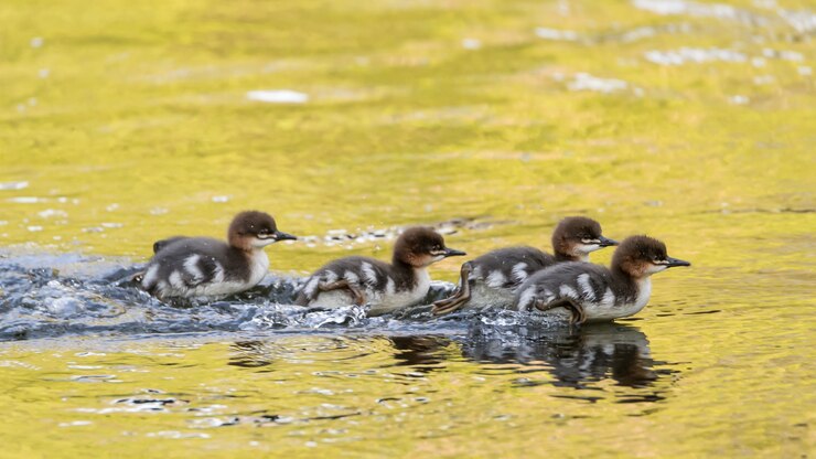 Foto grátis bando de patos nadando em um lago durante o dia