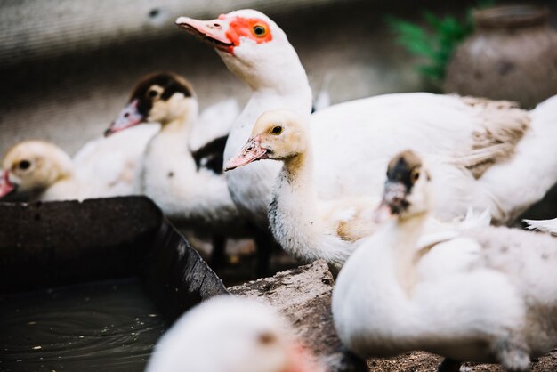 Bandos de patos bebendo água do recipiente