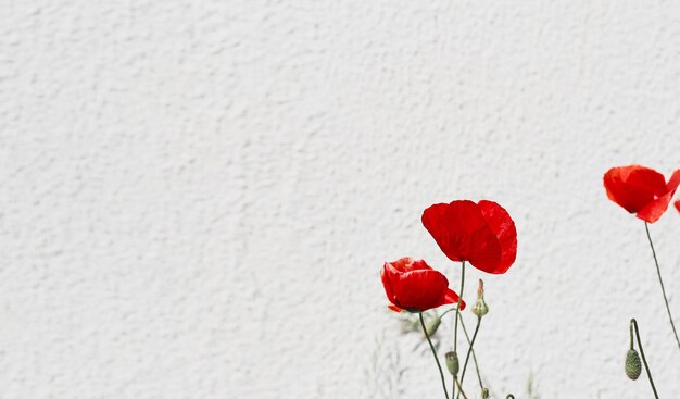 Banner ou cartão postal para design de papoulas florescendo florescendo flores vermelhas em um fundo de parede leve lindas flores da primavera espaço de foco suave para texto