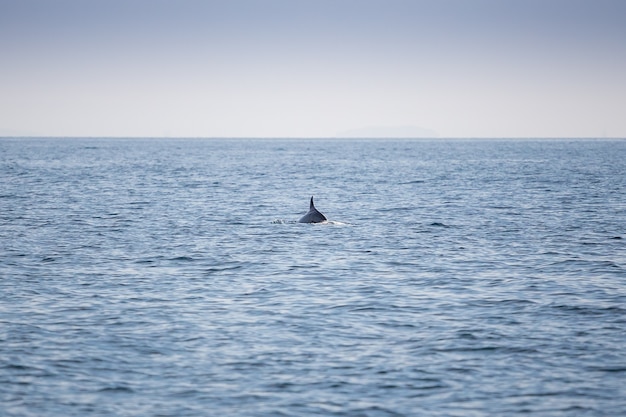 Barbatana de golfinhos no oceano