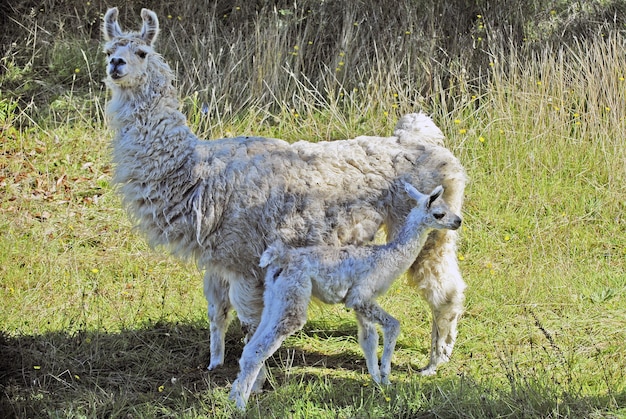 Bebê Alpaca em frente a uma grande Alpaca em um campo