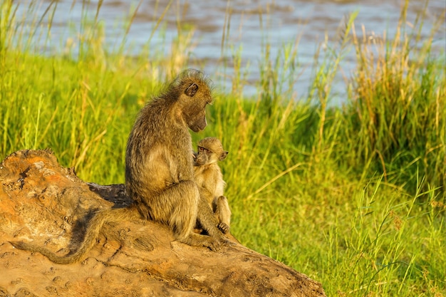 Bebê babuíno e mãe no rio Olifants