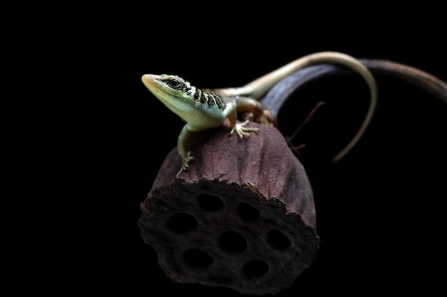 Bebê oliveira skink dasia olivacea na madeira