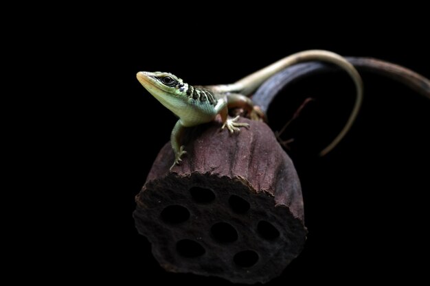 Bebê oliveira skink dasia olivacea na madeira