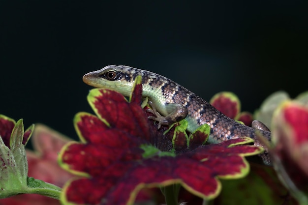 Bebê oliveira skink dasia olivacea nas folhas