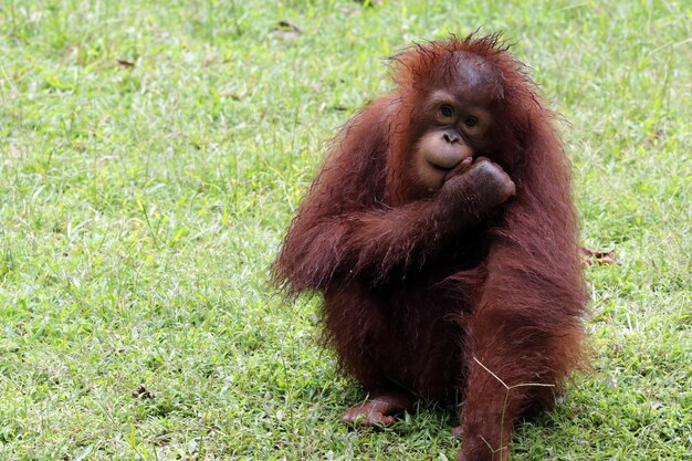Bebê orangotango closeup na câmera