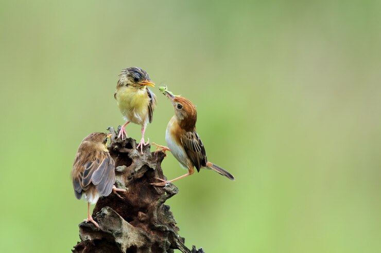 Foto grátis bebê zitting cisticola pássaro esperando comida de sua mãe
