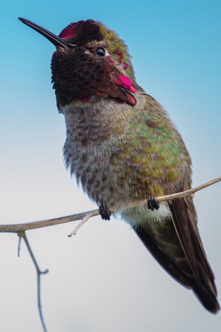 Foto grátis beija-flor verde e marrom
