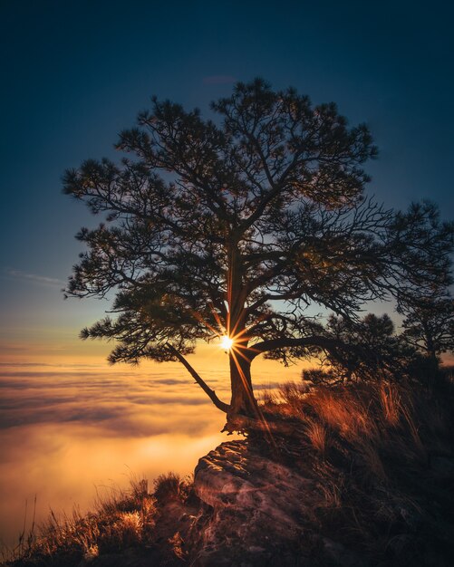Bela árvore velha cultivada na beira de uma rocha com nuvens incríveis ao lado e a luz do sol