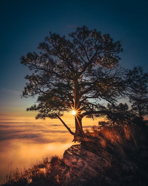 Bela árvore velha cultivada na beira de uma rocha com nuvens incríveis ao lado e a luz do sol