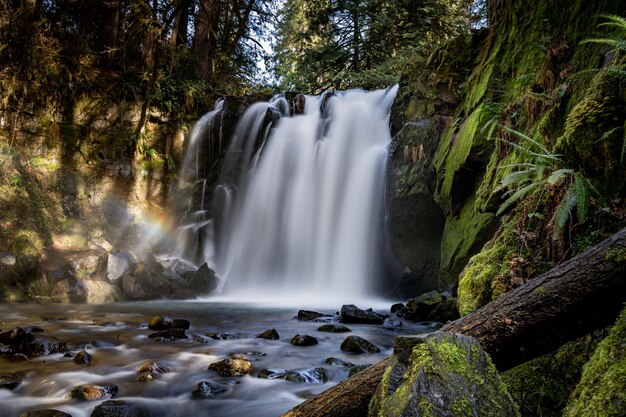 Bela cachoeira cercada por árvores e plantas na floresta