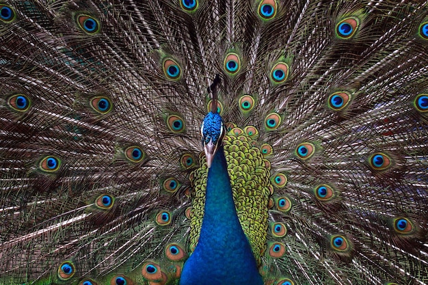 Foto grátis bela cor de um majestoso pavão azul