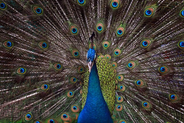 Bela cor de um majestoso pavão azul