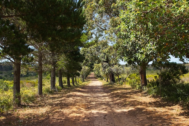 Bela estrada de cascalho cercada por árvores e campos cobertos de grama