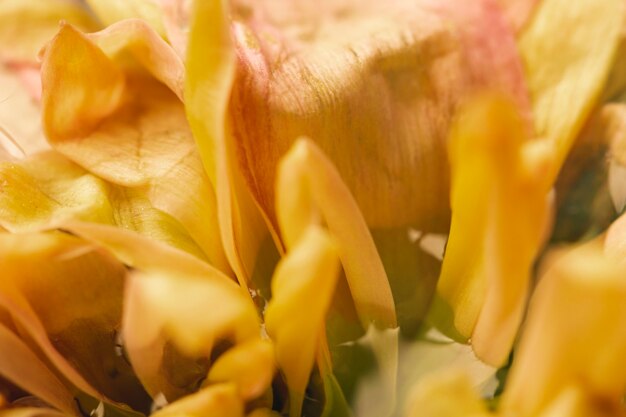 Bela flor amarela close-up extremo