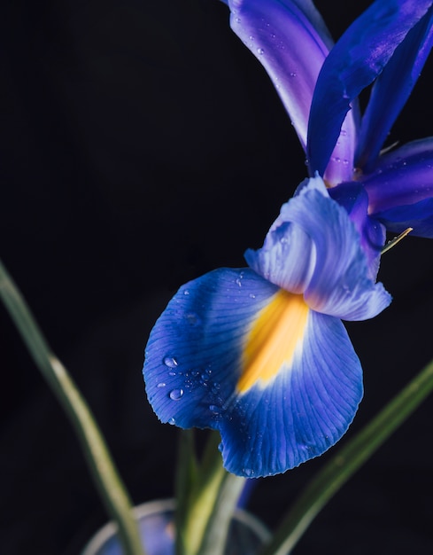 Bela flor azul fresca no orvalho em vaso