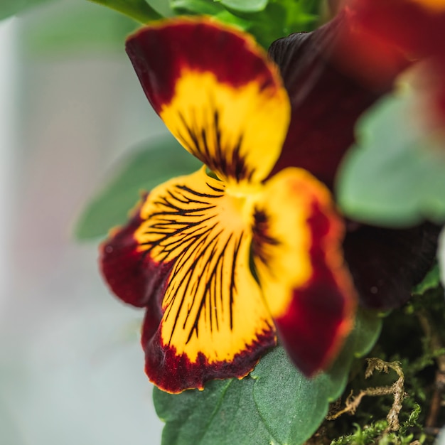 Foto grátis bela flor colorida fresca