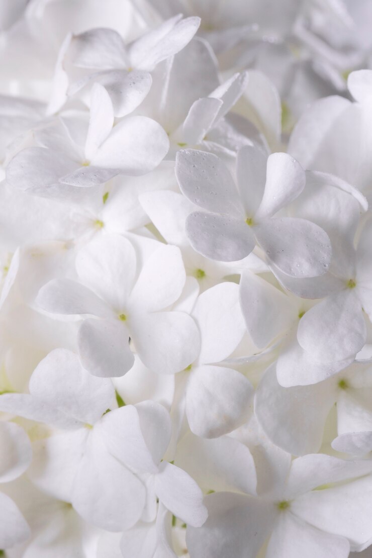 Foto grátis bela flor de hortênsia de perto