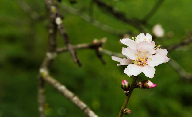 Foto grátis bela flor desabrochando em uma árvore