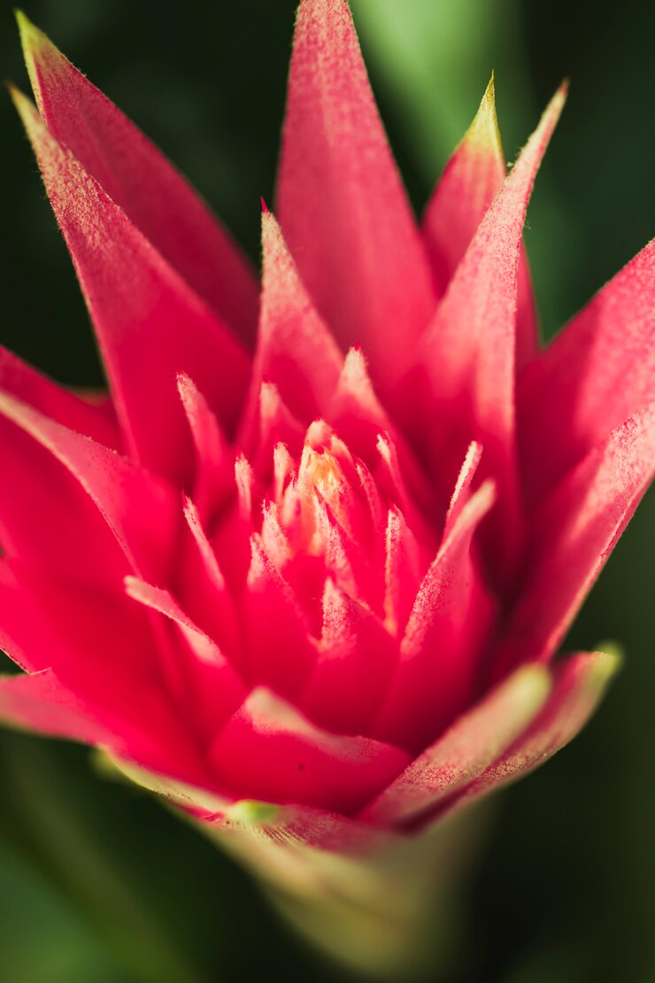 Foto grátis bela flor exótica rosa fresca