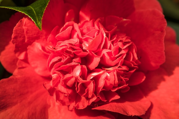 Bela flor fresca vínica e folha verde