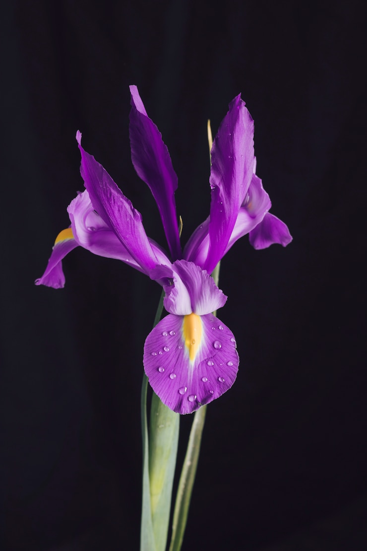 Foto grátis bela flor roxa fresca no orvalho