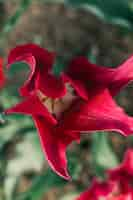 Foto grátis bela flor vibrante em flor