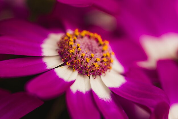 Bela flor violeta fresca