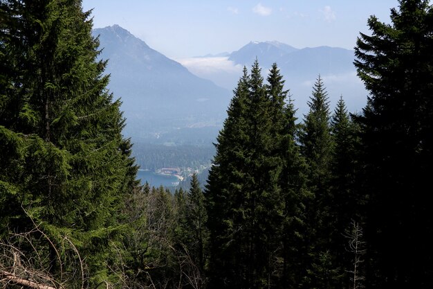 Bela floresta com muitos pinheiros e altas montanhas cobertas de neve ao fundo