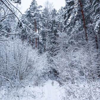 Bela floresta de inverno com muitos galhos cobertos de neve correndo dálmata em um caminho de neve branca
