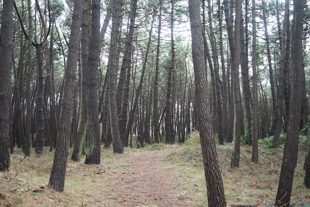 Bela floresta densa com muitas árvores altas