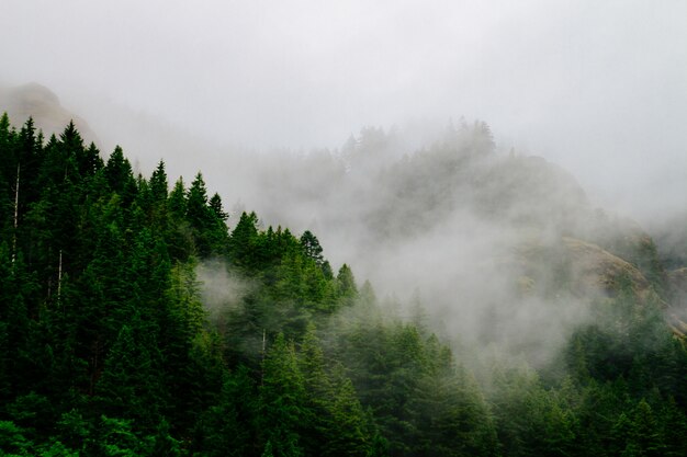 Bela foto aérea de uma floresta envolvida em névoa assustadora e nevoeiro