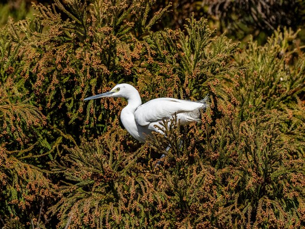 Bela foto da garça-branca na floresta de Izumi em Yamato, Japão, durante o dia