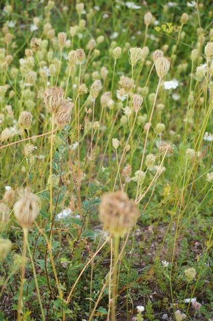 Bela foto da grama e flores do campo