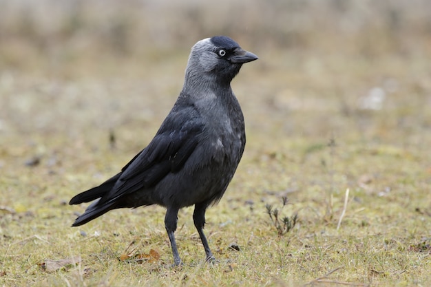 Bela foto da vista lateral do pássaro Jackdaw Ocidental em um campo