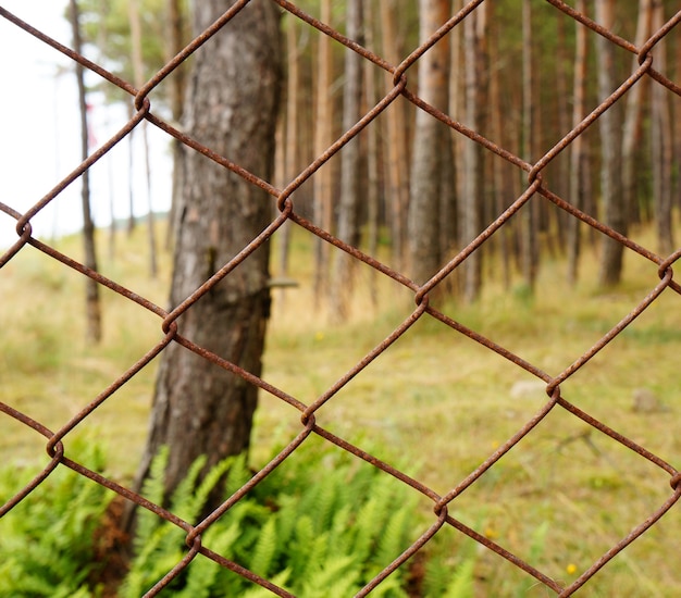 Foto grátis bela foto das árvores na floresta atrás da cerca de metal