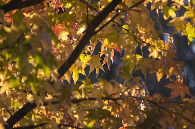 Bela foto das folhas de bordo amarelas em um dia ensolarado de outono com efeito bokeh