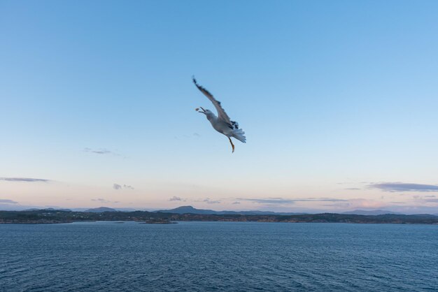 Bela foto das ondas do mar Pássaro voando