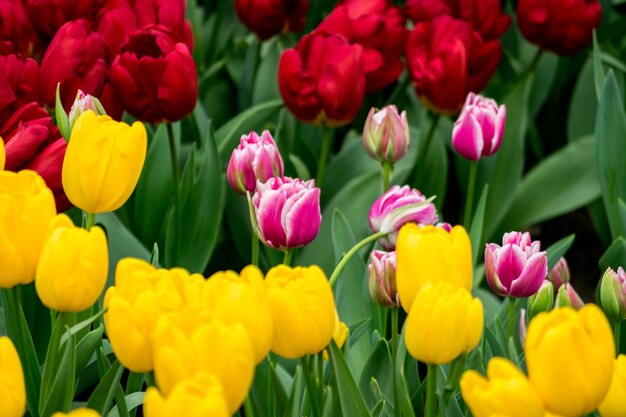 Bela foto das tulipas coloridas no campo em um dia ensolarado