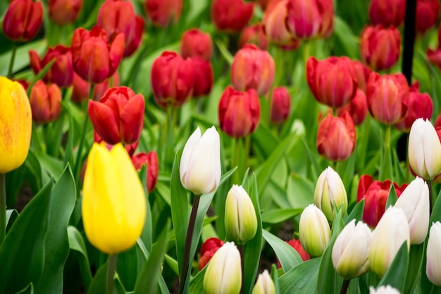 Bela foto das tulipas coloridas no campo em um dia ensolarado